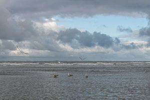 Meer und Möwen