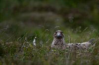 Portrait of a great skua