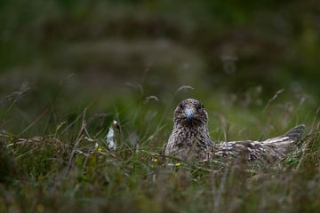 Portrait of a great skua by Sonja Foerster-Odenthal