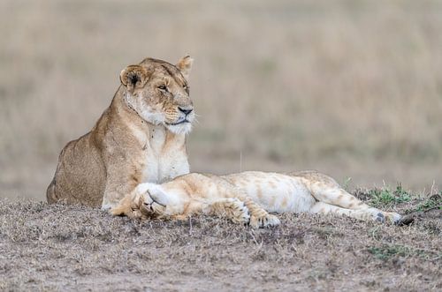A mother and child reunion!