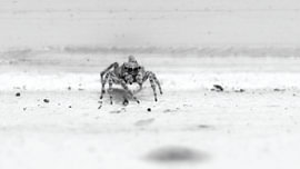 A Jumping Spider's Curious Gaze by Skye Studio