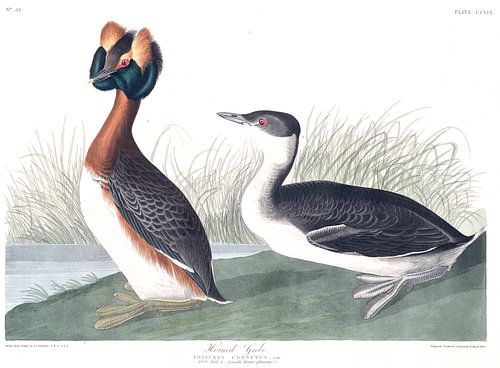 Kuifduiker