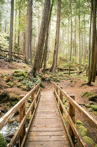 On a wooden bridge in the forest