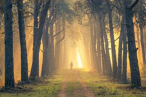 Spaziergänger im nebligen Wald bei Sonnenaufgang