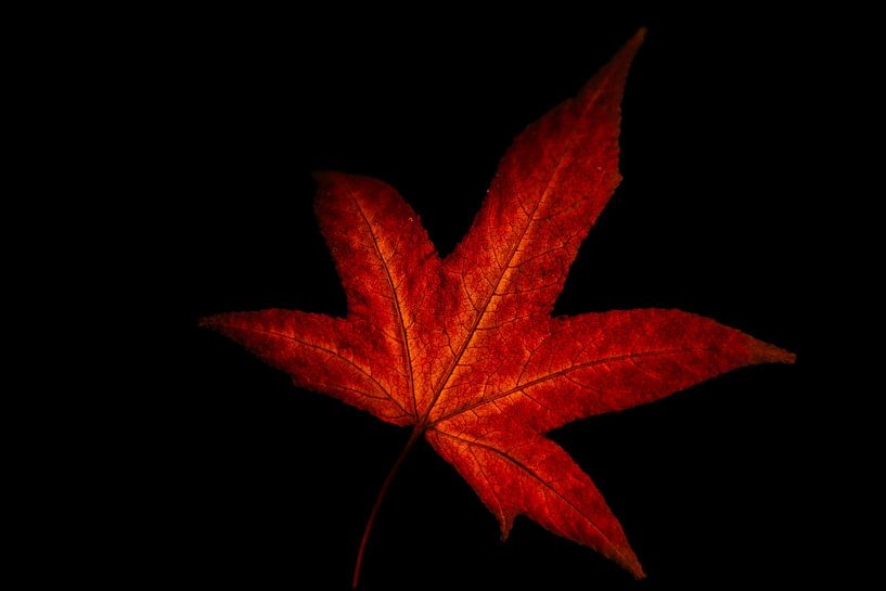 L'automne en un souffle par van Veen Allround Photography