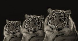 Tigre, Les Triplés, Portrait de tigre en noir et blanc
