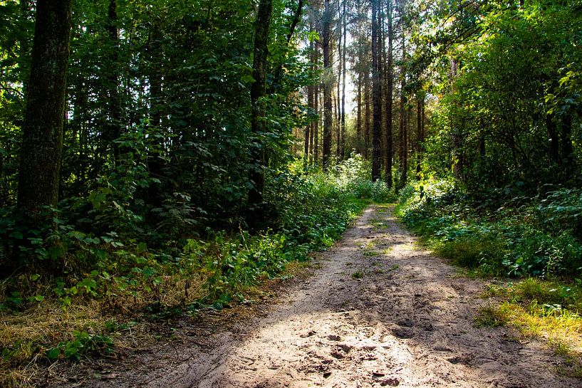 La lumière trouve toujours son chemin par Brenda bonte