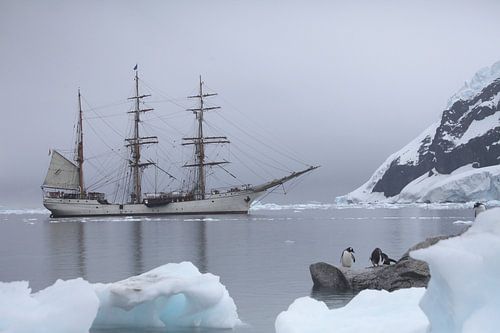 Antarctic white silents