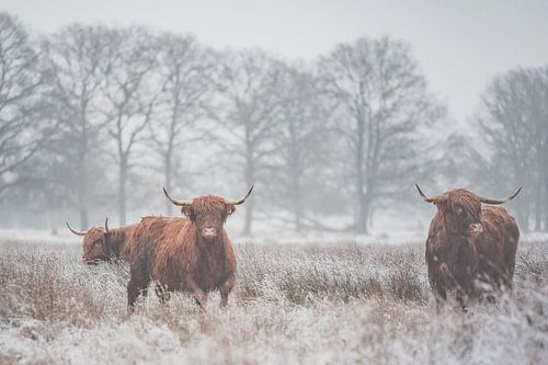 “Hooglanders in de IJzige Ochtendnevel”
