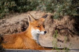 resting fox by Ed Klungers