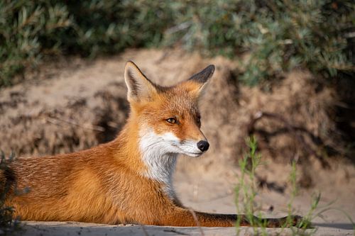 resting fox