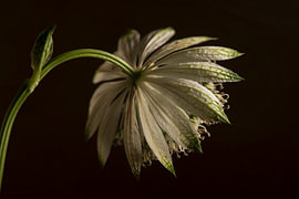 Botanische Schlichtheit – „Zeeuws Knoopje“ im Licht von Marjolijn van den Berg