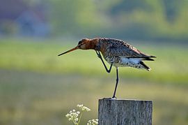 grutto by Corinne Alferink