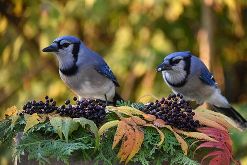 Blauwe gaaien in de herfst