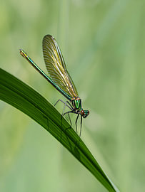 Goldene Libelle