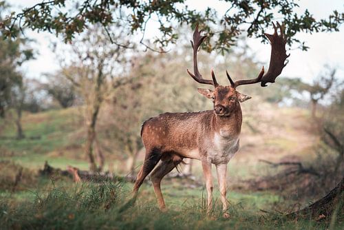 Damhert van dichtbij in natuurlijke omgeving