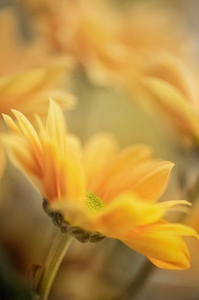 Elegant by Foto A de Jong