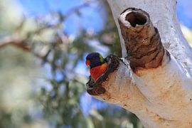 Rainbow Lorikeet, Queensland, Australia von Frank Fichtmüller