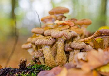 Autumn - mushrooms by Jack Koning