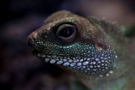 lizard chinese waterdragon by Gerrit van Oostveen