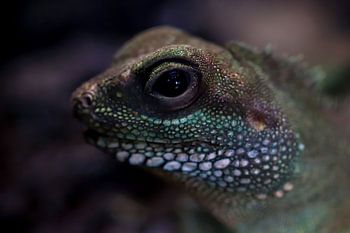 lizard chinese waterdragon