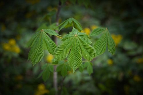 Feuilles de marronnier d'Inde sur Heiko Kueverling