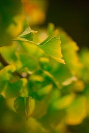 Autumn Ginkgo by Thomas Jäger