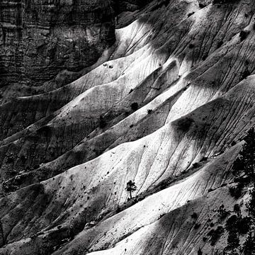 Tree in Bryce Canyon National Park in black and white by Dieter Walther