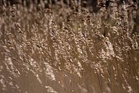 Waving reed plumes