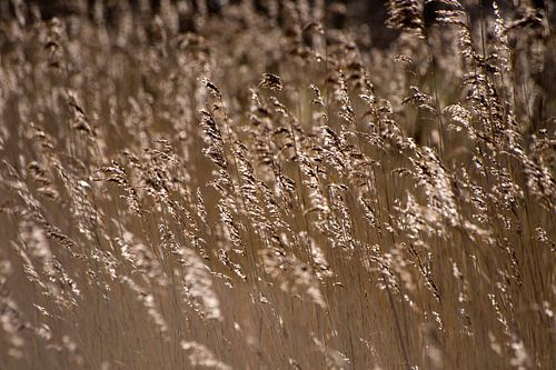 Wellende Schilffedern