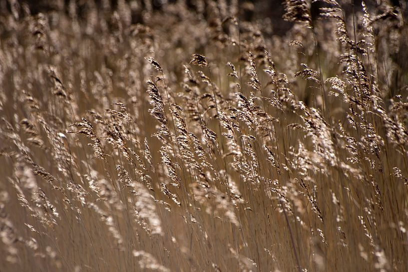 Agiter les panaches de roseaux par Laura Weijzig