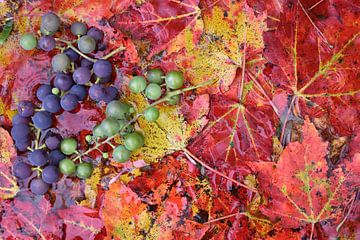 Herfstbladeren in de boomgaard van Claude Laprise