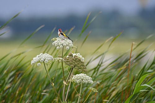 Goldfinch on umbellifer