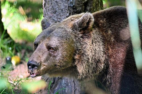 Brown bear in the dense forest
