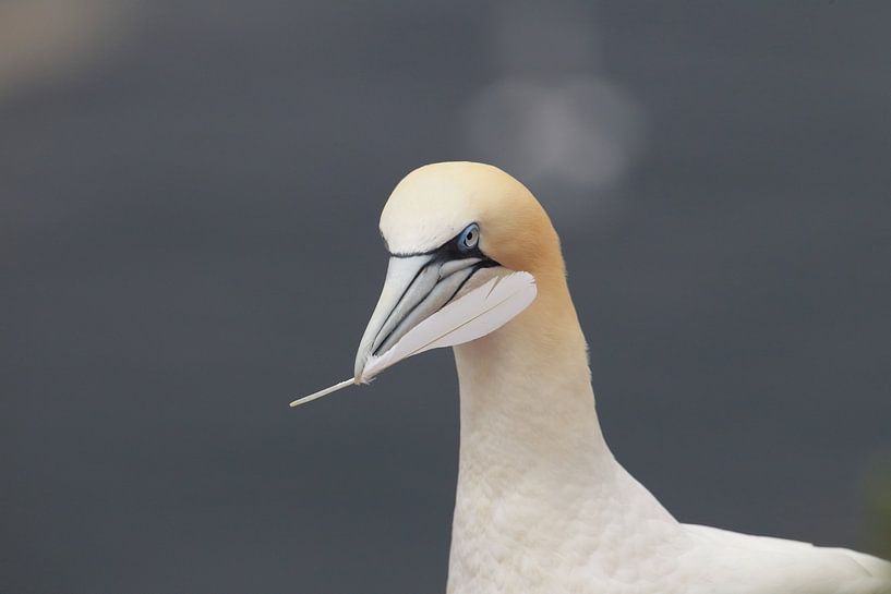 Jan-van-genten Helgoland Eiland Duitsland van Frank Fichtmüller
