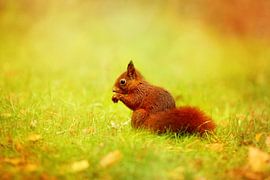 Eichhörnchen im Gras von LHJB Photography