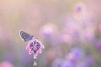 Heather blue