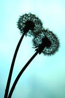 paardenbloemen in tegenlicht