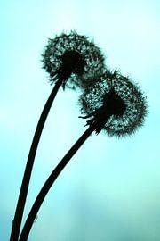 Dandelions in backlight
