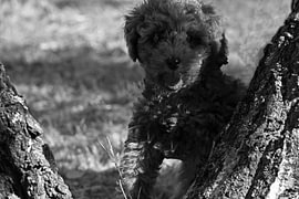 HUNDE 16 von Miroslav Ptacek