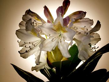 Rhododendron