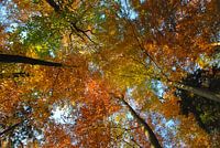 Herbstwald