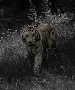 Weißer Tiger auf dem Feld, schwarze Ausgabe.