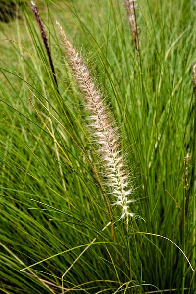 Detail of a flowering grass in Indonesian greenery by Frank Photos