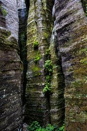 rots van Remke Maris