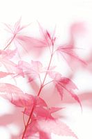 Fragile
