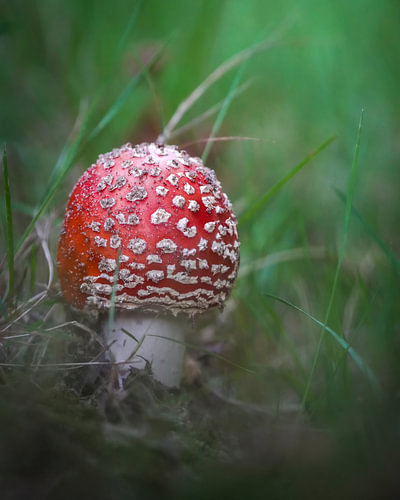Amanite tue-mouche dans la forêt de Vierhouten