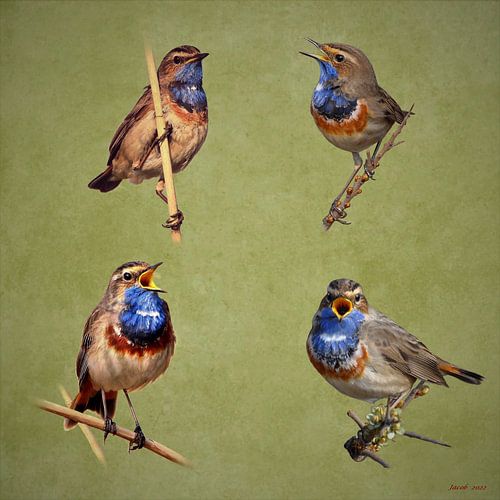 SINGING BLUETHROATS