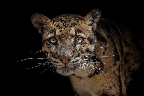 Léopard brumeux (fond noir).