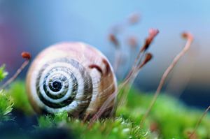 Macro - Slak 
